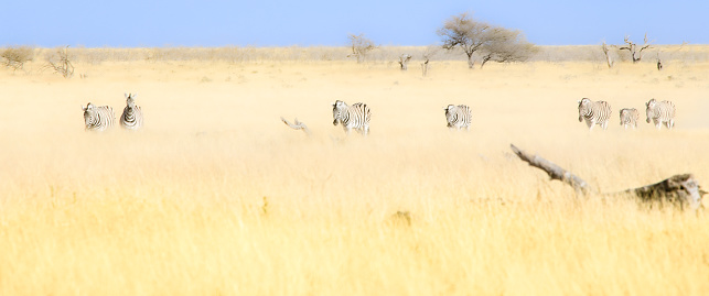 South Africa and Namibia - a perfect place for wildlife photographers