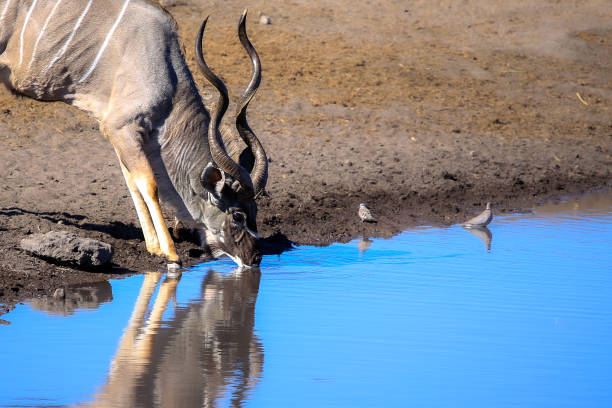 istock Roadtrip trough southern Africa 2115501633