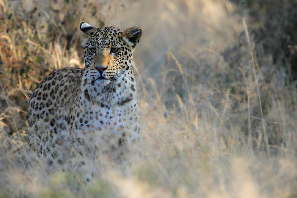 A young leopard on a branch awaits the arrival of night and darkness to begin the hunt.