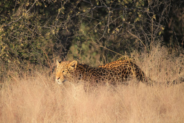 This image captures the essence of a Namibian safari — where desert landscapes meet incredible wildlife. Featuring iconic species such as cheetahs, giraffes, and oryx antelope, it showcases the unique biodiversity and raw beauty of Namibia’s arid ecosystems. Perfect for use in travel marketing, wildlife conservation content, safari promotions, or educational materials about Southern Africa’s natural heritage.