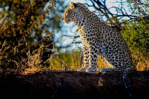 istock Roadtrip trough southern Africa 2115502215
