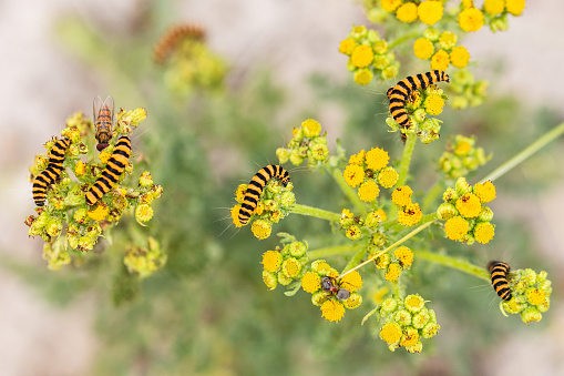 Strikingly colored caterpillars of the St. John's butterfly feed on the poisonous ragwort. Caterpillars with yellow-black warning colors. Both the diurnal caterpillars and the moth of the Cinnabar Moth are poisonous.