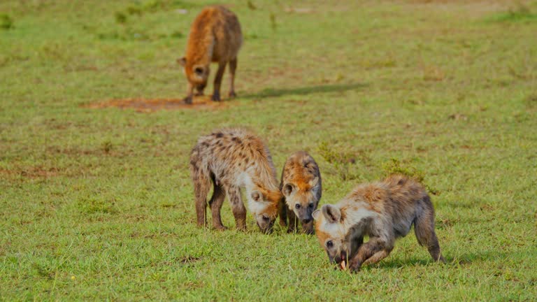 SLO MO Hyena Foraging on Prey on Grassy Savannah at Masai Mara Reserve