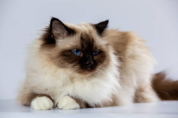 istock Sacred Birman Cat, birma on a white background 2115517984