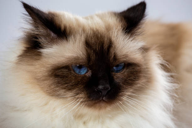 istock Sacred Birman Cat, birma on a white background 2115517992
