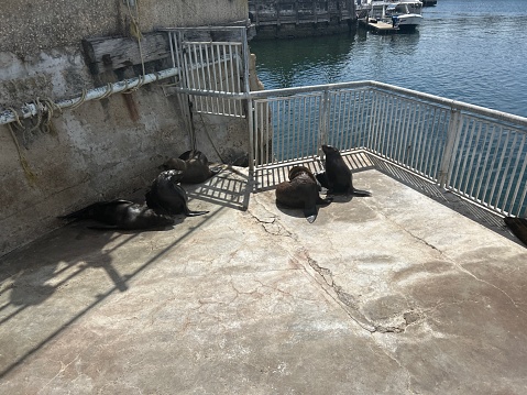 Seals lounging on concrete pen in the Victoria and Albert waterfront area of Cape Town, South Africa