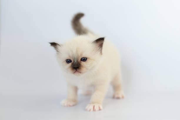 istock Sacred Birman kitten on a white background 2115523246