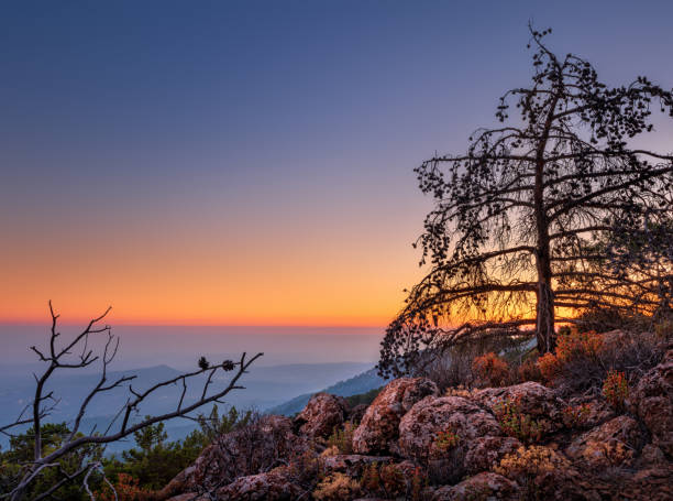 istock Lone dry tree among the rocks in the mountains at sunset 2115523769