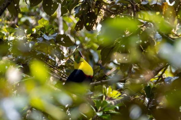 istock Keel-billed toucan, Ramphastos sulfuratus, in a tree 2115536014