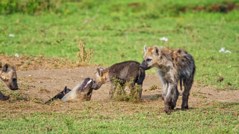 SLO MO Hyena Family with Cubs Playing on Grassy Savannah at Masai Mara Reserve