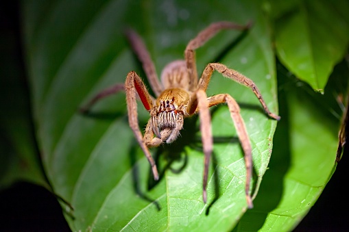 A Red-legged Wandering Spider, Cupiennius coccineus, on a leaf of a rainforest tree in Costa Rica.