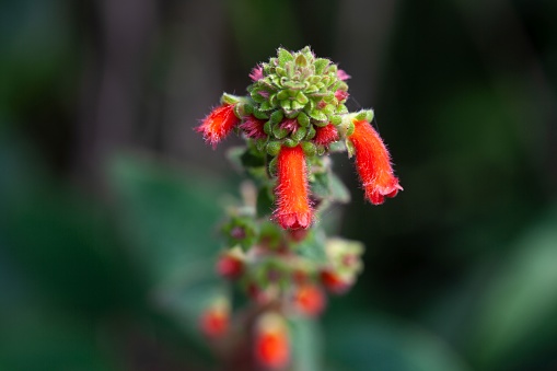 Flowers of a Kohleria spicata plant in Costa Rica.