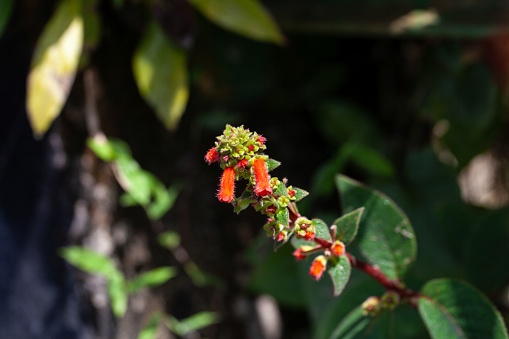 Flowers of a Kohleria spicata plant in Costa Rica.