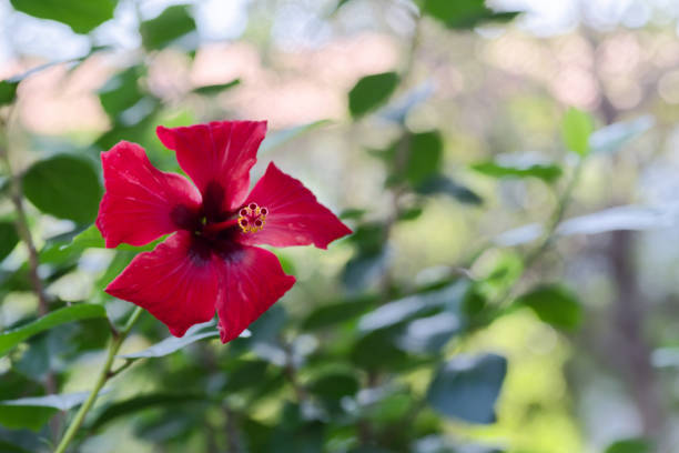 Close-up of red hibiscus flower against blurred green leaves