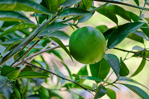 Close-up of unripe green orange fruit growing on tree branch