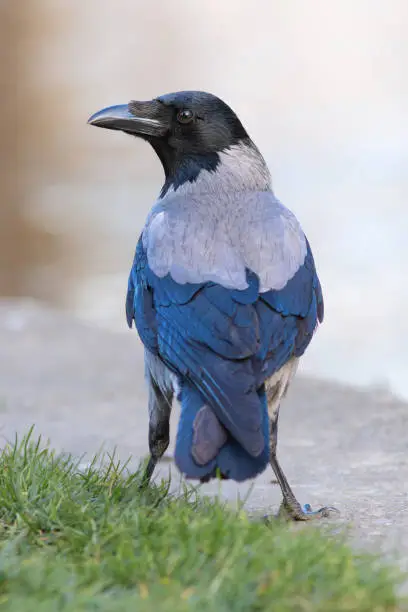 hooded crow in an urban park (Corvus corone cornix)