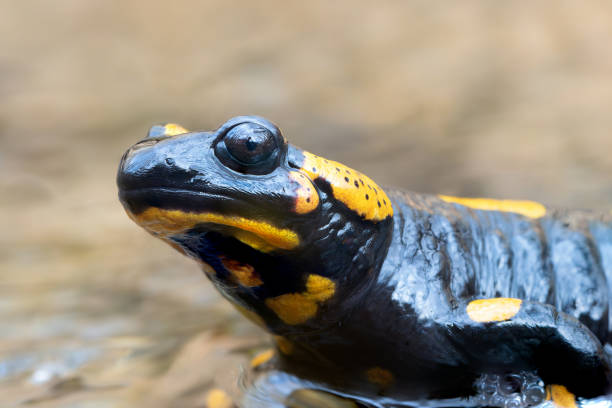 istock macro portrait of fire salamander 2115563378