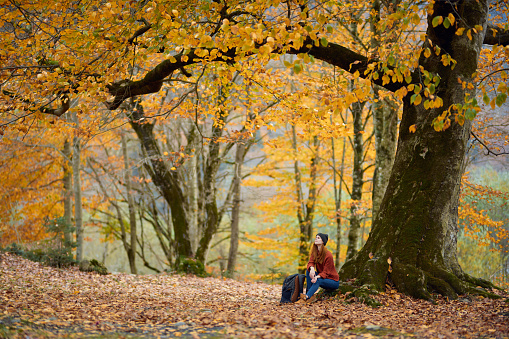 woman hiker under a tree in autumn forest landscape yellow leaves autumn. High quality photo