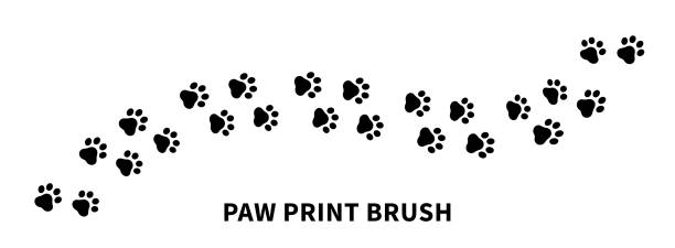 흰색 배경에 고립된 발 인쇄 브러시 - paw print animal track dirt track stock illustrations