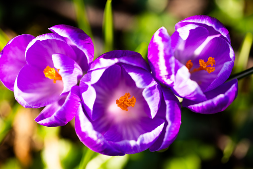 Purple Saffron Crocus plant with three flowers in bloom at the beginning of the spring season.