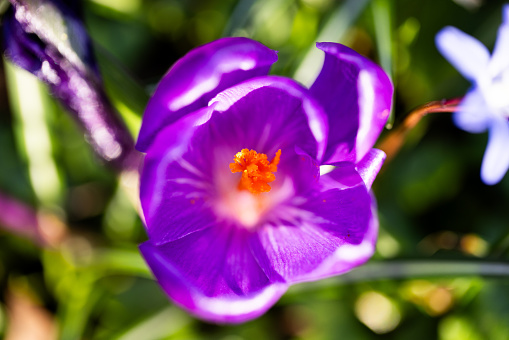 Closeup of a Purple Saffron Crocus  flower in bloom at the beginning of the spring season.