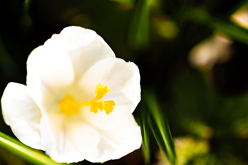 Closeup of a White Spring Crocus flower in bloom at the beginning of the spring season.