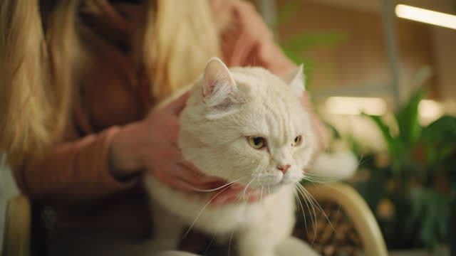 Woman owner petting a cute white British shorthair cat