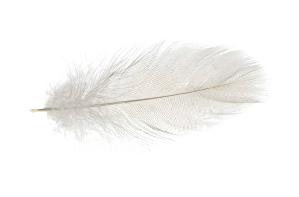 istock white goose feathers on white isolated background 2115571778