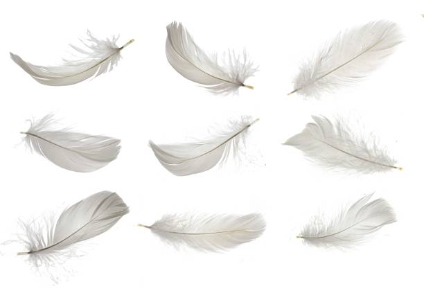 istock white goose feathers on white isolated background 2115571779