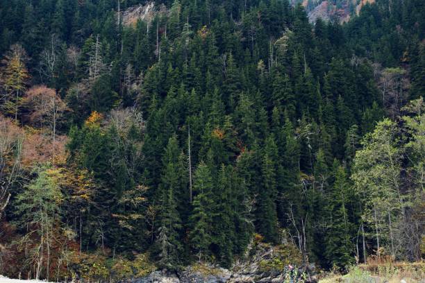 istock Autumn forest mountains trees landscape fresh air 2115574391