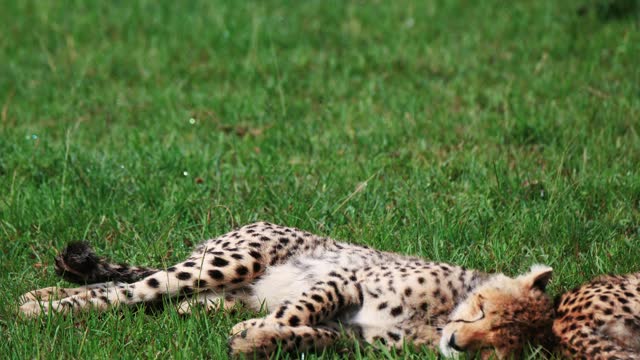 Young Cheetah Lying Down In Kenya, Masai Mara National Reserve, African Safari. Handheld Shot
