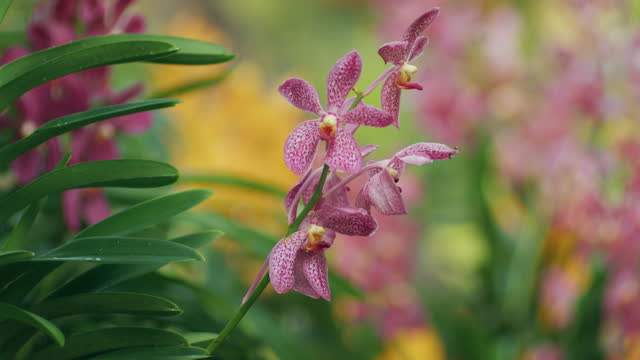 Bright pink orchids in the garden. Handheld shot