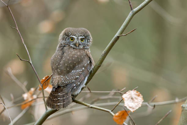 Male Eurasian pygmy owl (Glaucidium passerinum) perching on a tree.