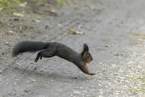 Beautiful red squirrel or Eurasian red squirrel (Sciurus vulgaris) running on a forest path with a hazelnut in its mouth.