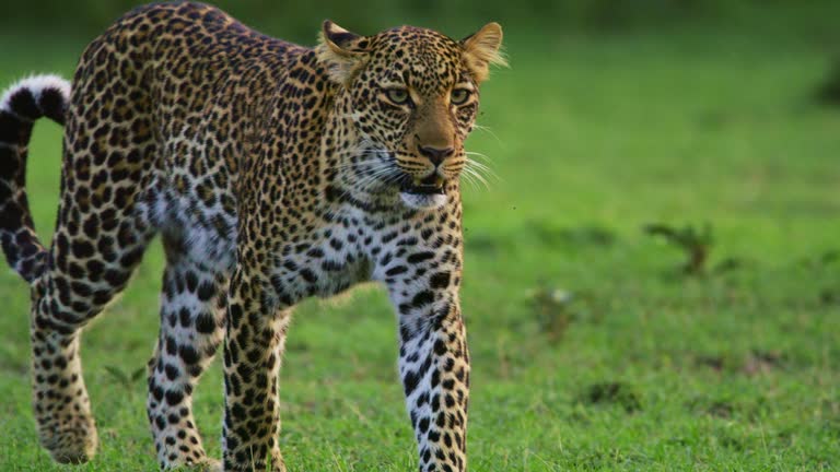 SLO MO Graceful Leopard Strolling Through Lush Savannah in Masai Mara Reserve