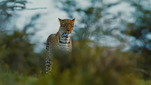 SLO MO Majestic Leopard Scanning Green Savannah in Masai Mara Reserve
