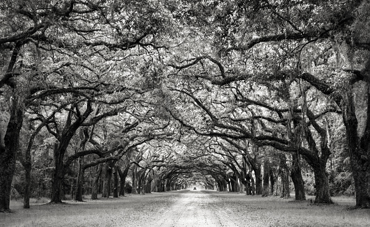 An avenue of old oak trees and a car in the distance in Wormsloe, Georgia; black and white