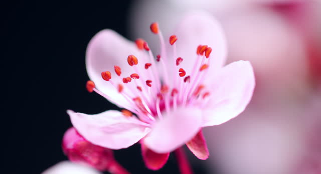Pink cherry tree flower blooming - Sakura