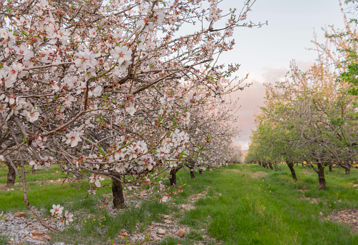 Cherry orchard with springtime blossoms on trees, with cloudy sky in background.\n\nTaken in Gilroy, California, USA.