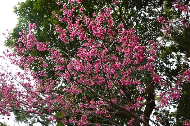 istock Taiwan cherry blossoms. Rosaceae deciduous flower tree. 2115616548