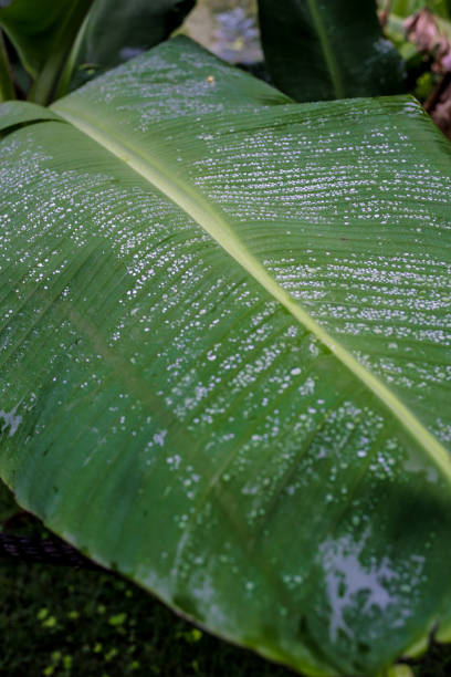 close-up of banana leaf with dew drops