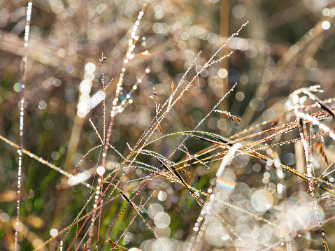 Abstract Back lit grass and water drops