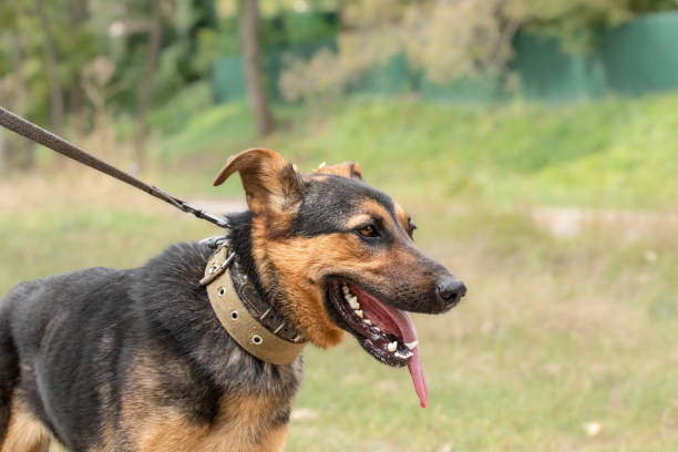 istock A funny dog pulls a leash.A young dog walks on a leash for the first time.The concept of teaching a dog to walk on a leash. 2115626480