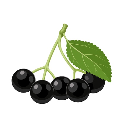 Vector illustration, Aristotelia chilensis, or maqui berry, isolated on white background.