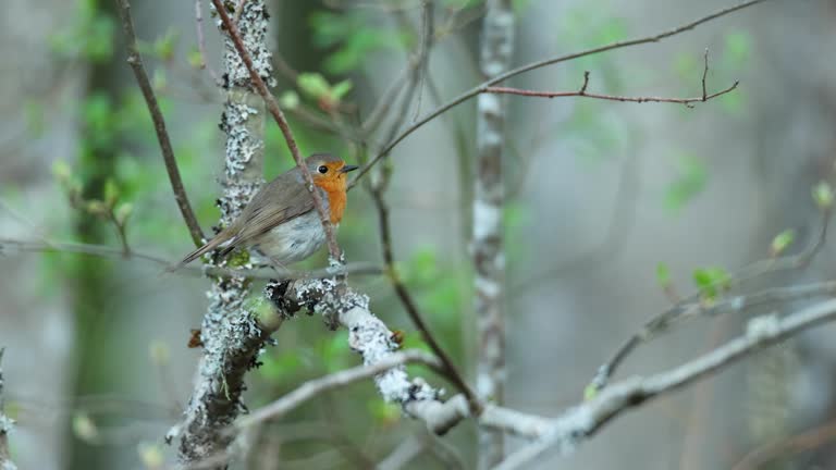 A small Robin perched on an Alder tree in the middle of green leaves on a spring evening in Estonia