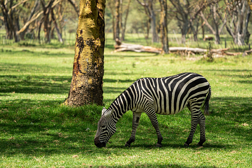 Zebra on the lake naivasha park grass in kenya