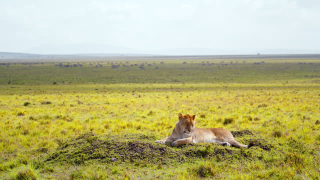 Lioness Peacefully Resting on Wide Open Plains in Masai Mara Reserve