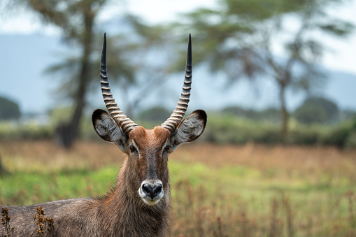 Impala in kenya masai mara