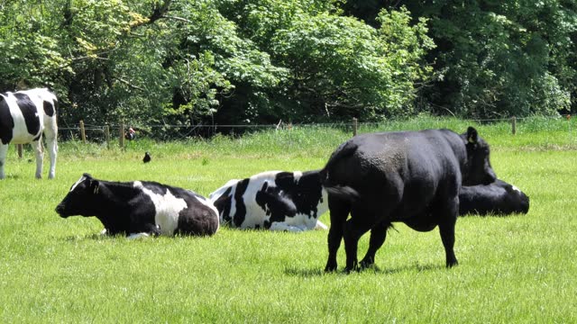 A few cows in a green meadow. A big black bull rises from the ground. Video in 4k format. Handheld video.