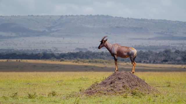 Topi Antelope Gracefully Standing on Mud Heap in Masai Mara Reserve